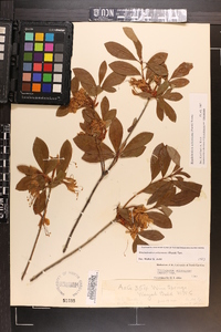 Rhododendron arborescens image