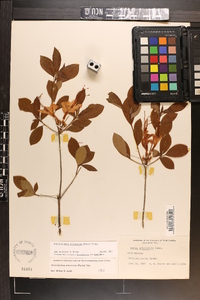 Rhododendron arborescens image