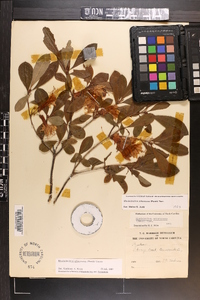 Rhododendron arborescens image