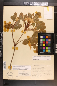 Rhododendron arborescens image