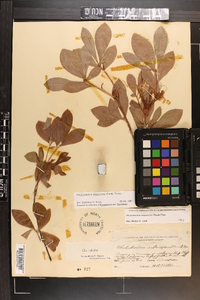 Rhododendron arborescens image