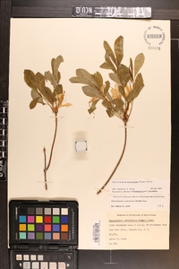 Rhododendron arborescens image