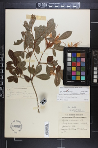 Rhododendron arborescens image