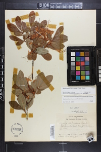 Rhododendron arborescens image