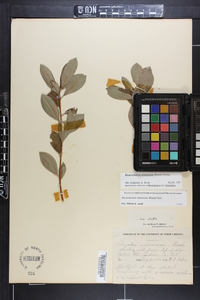 Rhododendron arborescens image