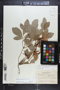 Rhododendron arborescens image