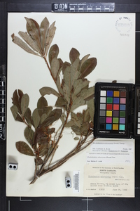 Rhododendron arborescens image