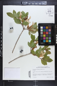 Rhododendron arborescens image