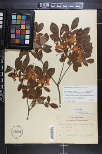 Rhododendron arborescens image