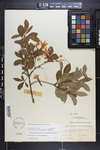 Rhododendron arborescens image