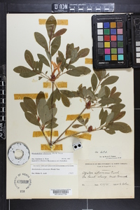 Rhododendron arborescens image