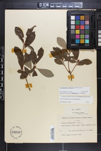 Rhododendron arborescens image