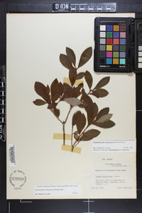 Rhododendron arborescens image