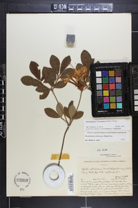 Rhododendron arborescens image