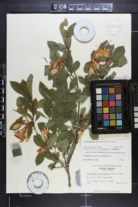 Rhododendron arborescens image