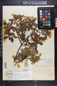 Rhododendron arborescens image