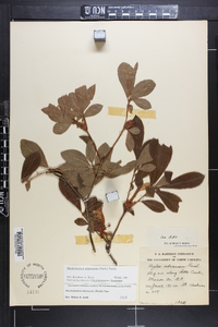 Rhododendron arborescens image