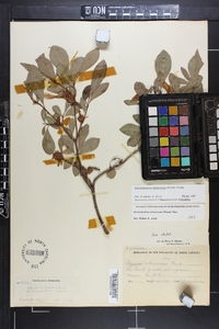 Rhododendron arborescens image