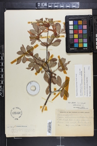 Rhododendron arborescens image