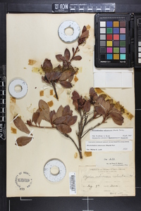 Rhododendron arborescens image