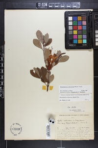 Rhododendron arborescens image