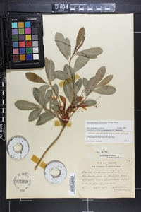 Rhododendron arborescens image