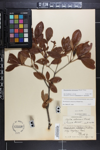 Rhododendron arborescens image