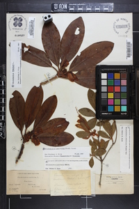 Rhododendron arborescens image