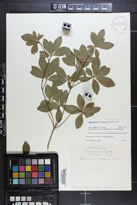 Rhododendron arborescens image