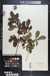 Rhododendron arborescens image