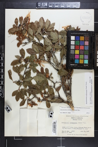 Rhododendron arborescens image