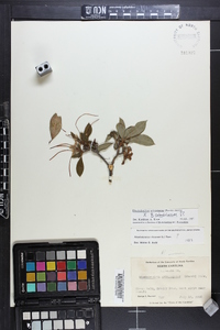 Rhododendron arborescens image