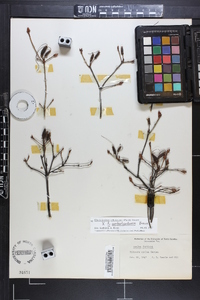 Rhododendron arborescens image