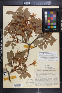 Rhododendron arborescens image