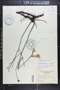 Rhododendron atlanticum image