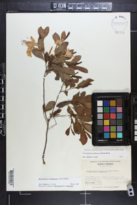 Rhododendron atlanticum image