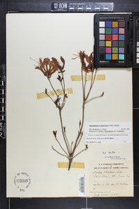 Rhododendron atlanticum image