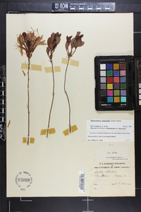 Rhododendron atlanticum image