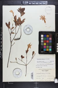 Rhododendron atlanticum image