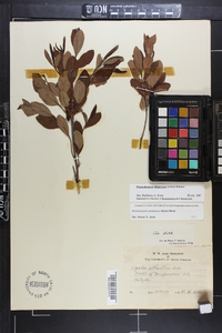 Rhododendron atlanticum image