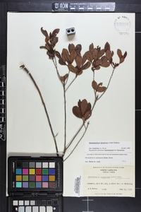 Rhododendron atlanticum image