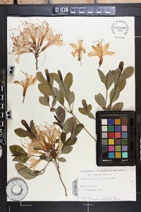 Rhododendron atlanticum image