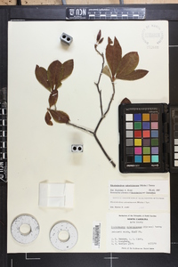 Rhododendron calendulaceum image