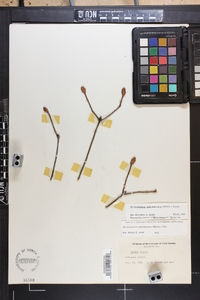 Rhododendron calendulaceum image