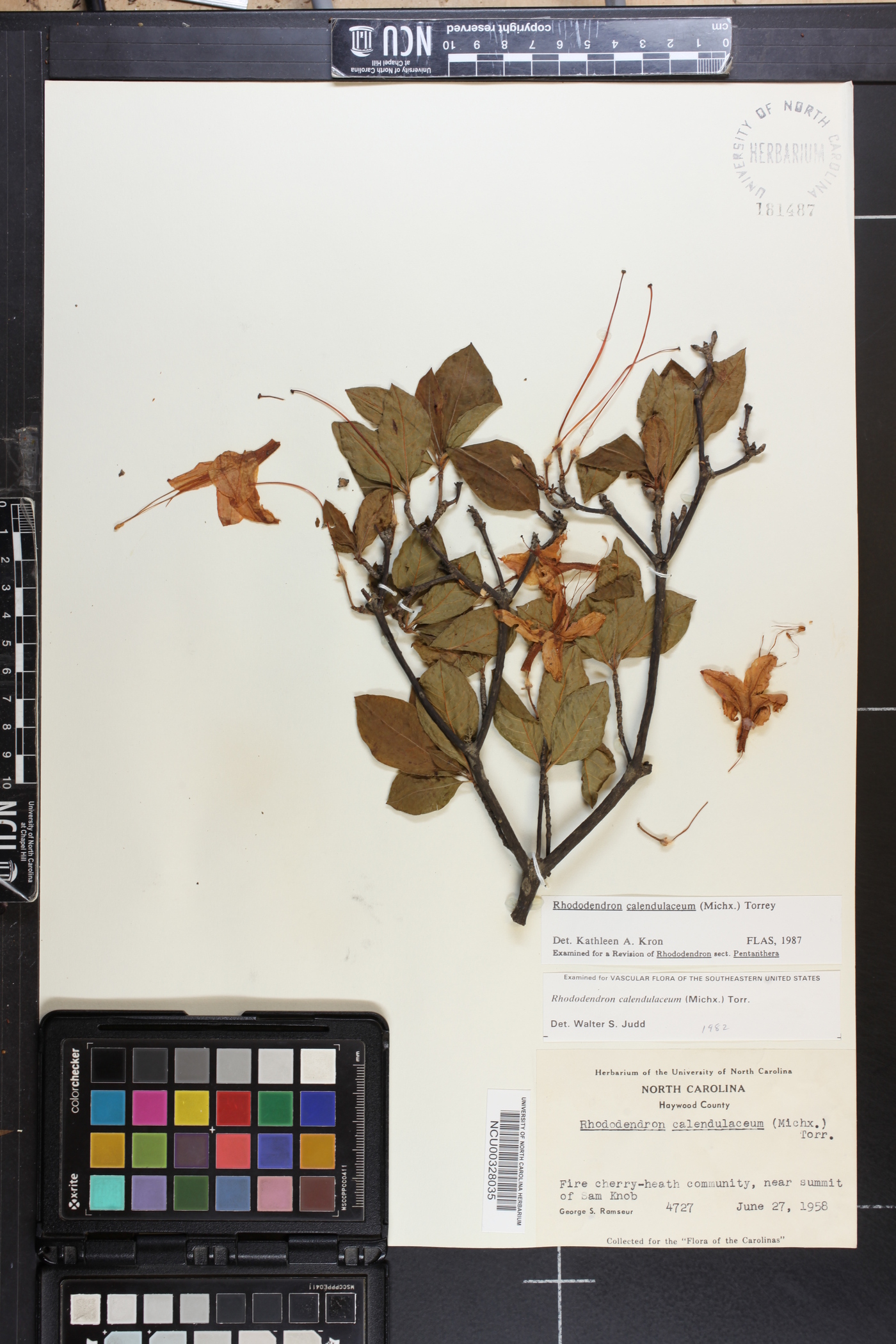 Rhododendron calendulaceum image