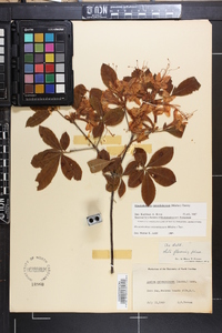 Rhododendron calendulaceum image