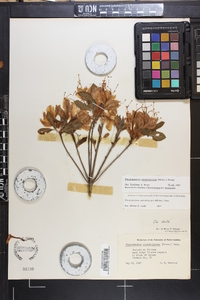 Rhododendron calendulaceum image