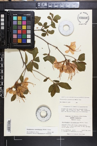 Rhododendron calendulaceum image