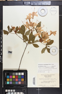 Rhododendron calendulaceum image