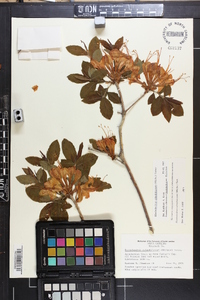 Rhododendron calendulaceum image